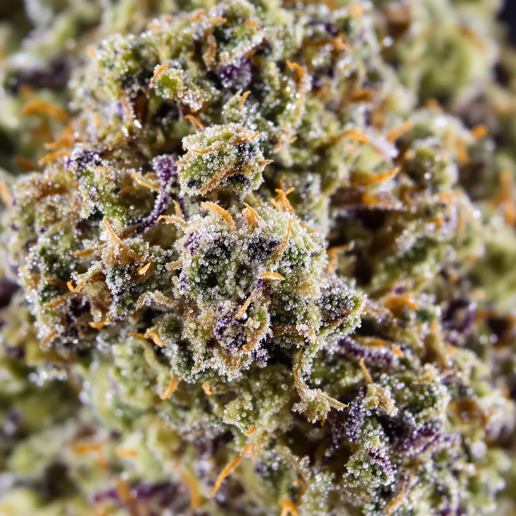 Afghan Big Bud Cannabispflanze in der Blütephase — 60-100 cm automatisch blühend