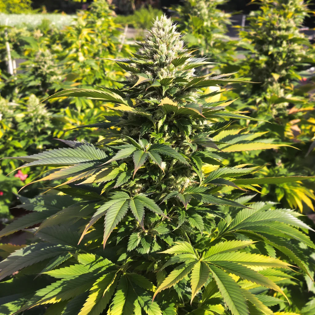 Afghan 70% Indica / 30% Sativa — Blüte mit sichtbaren Trichomen