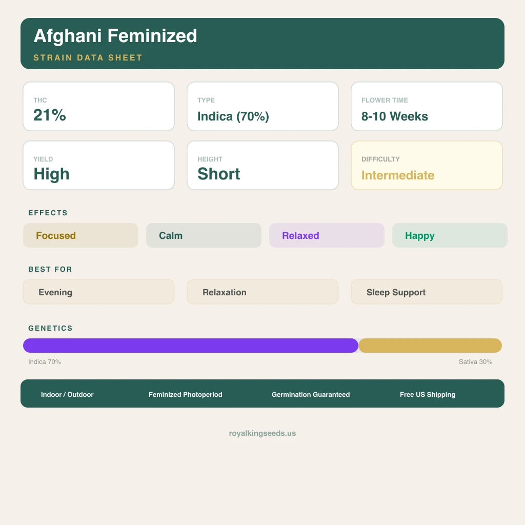 Afghani 70% Indica / 30% Sativa — Blüte mit sichtbaren Trichomen