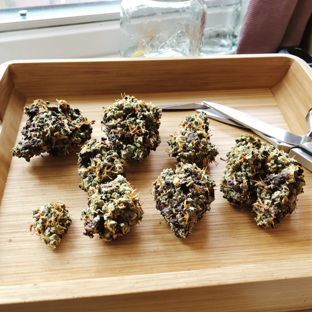 Afpak 74% Indica / 26% Sativa — Blüte mit sichtbaren Trichomen