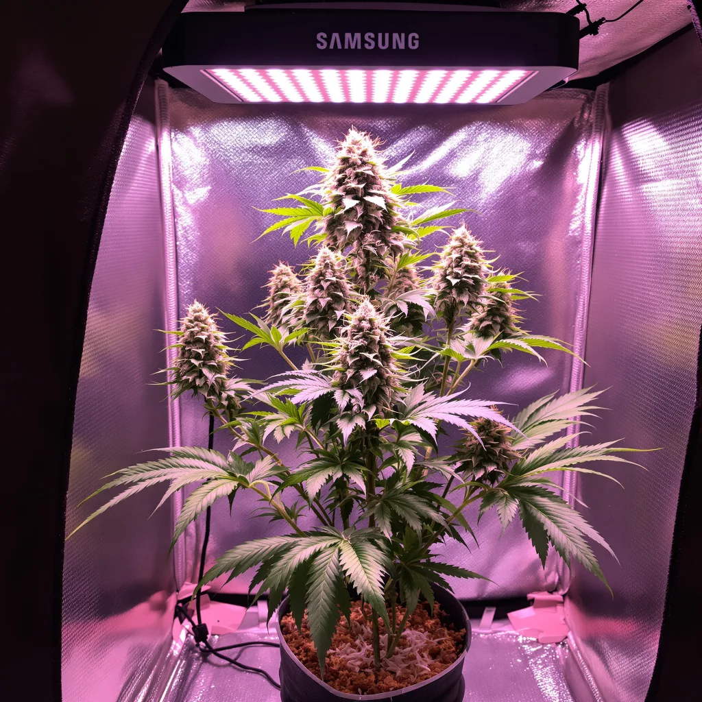 Afpak 74% Indica / 26% Sativa — Blüte mit sichtbaren Trichomen
