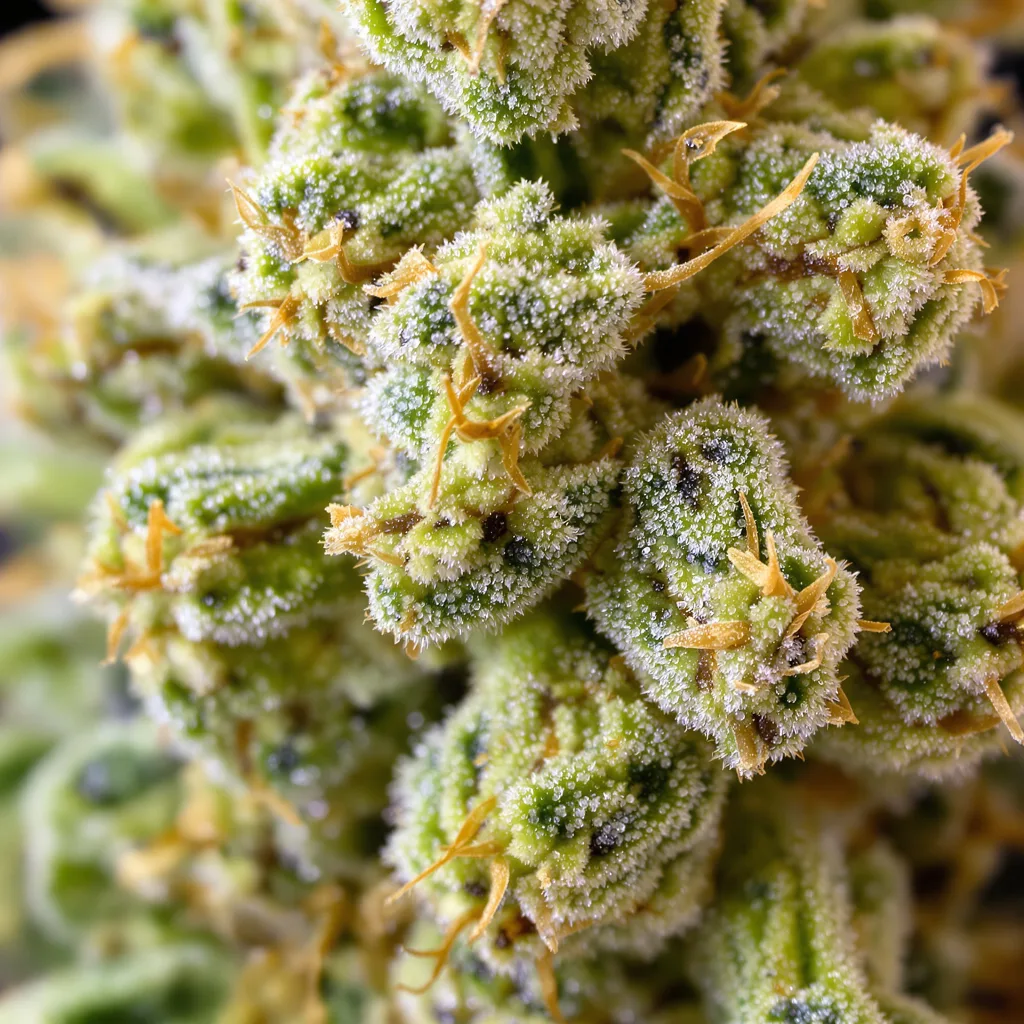 AK Cannabispflanze in der Blütephase — 60-100 cm automatisch blühend