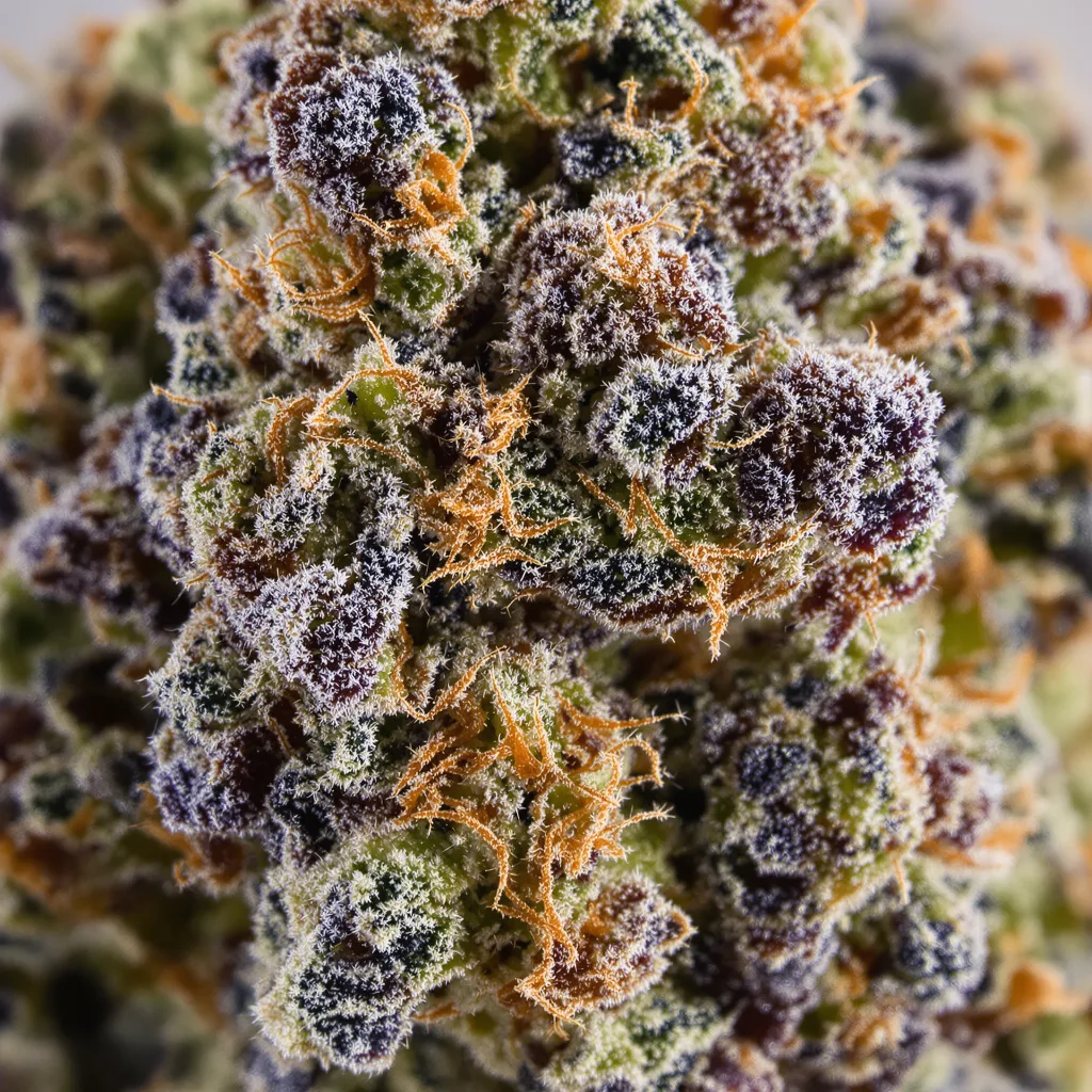 Alien Mints Cannabispflanze in der Blütephase — 90-130 cm feminisiert
