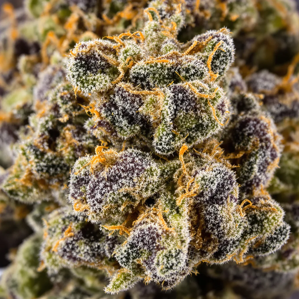 Alien Technology Cannabispflanze in der Blütephase — 90-130 cm feminisiert