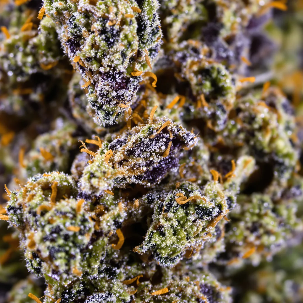 Amazonian Cannabispflanze in der Blütephase — 90-130 cm feminisiert