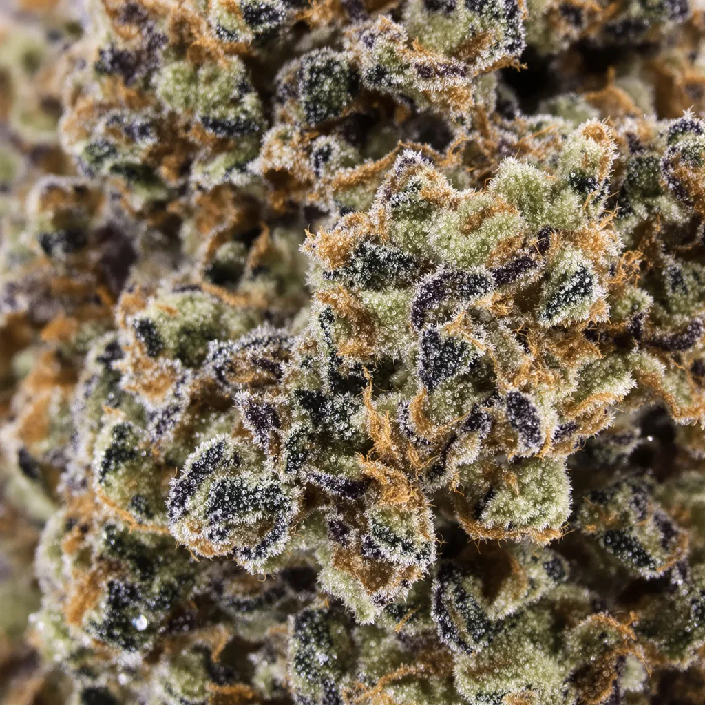 American Kush Cannabispflanze in der Blütephase — 60-100 cm automatisch blühend