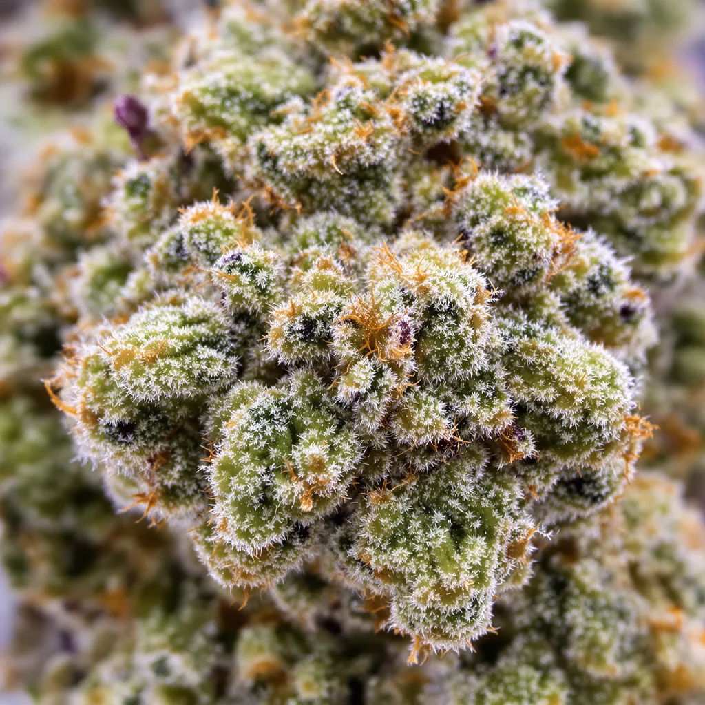 American Strain Mixpack Cannabispflanze in der Blütephase — 120-180 cm feminisiert