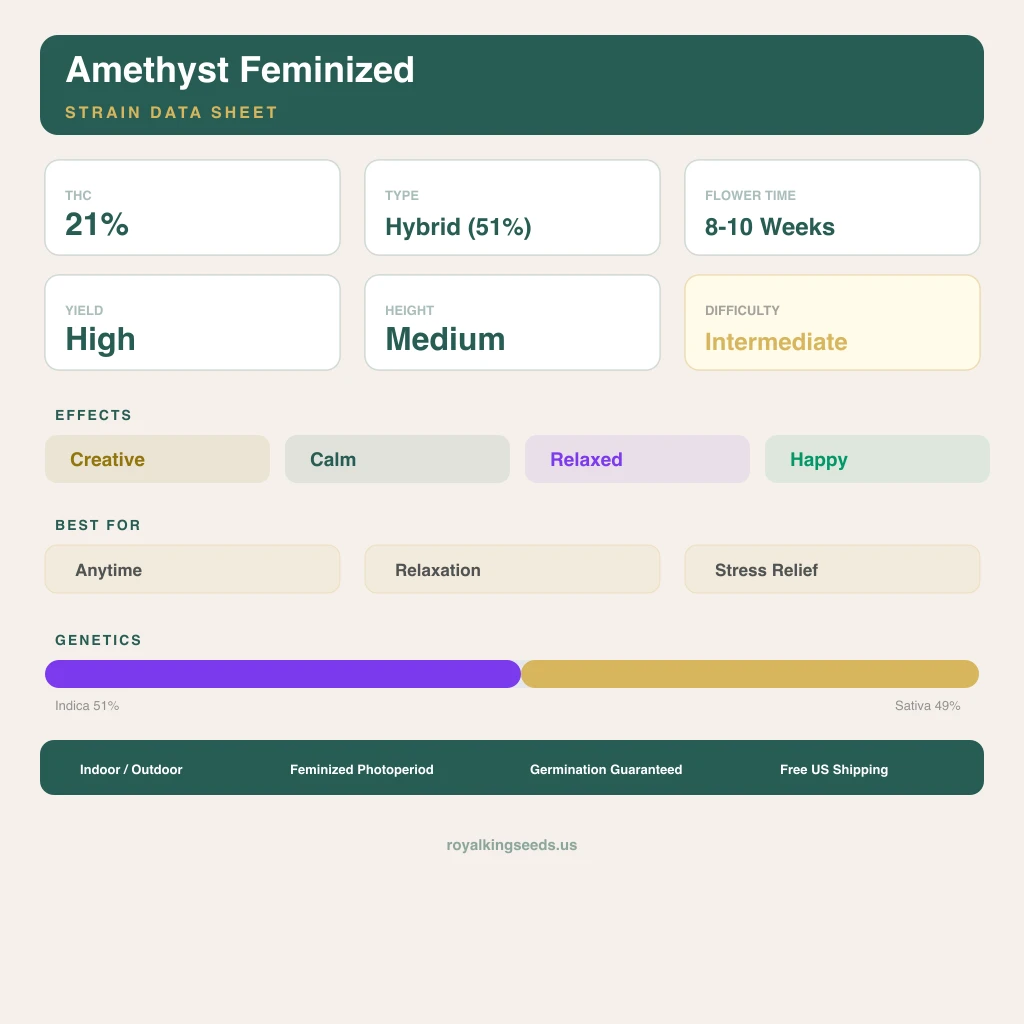 Amethyst 51% Indica / 49% Sativa — Blüte mit sichtbaren Trichomen
