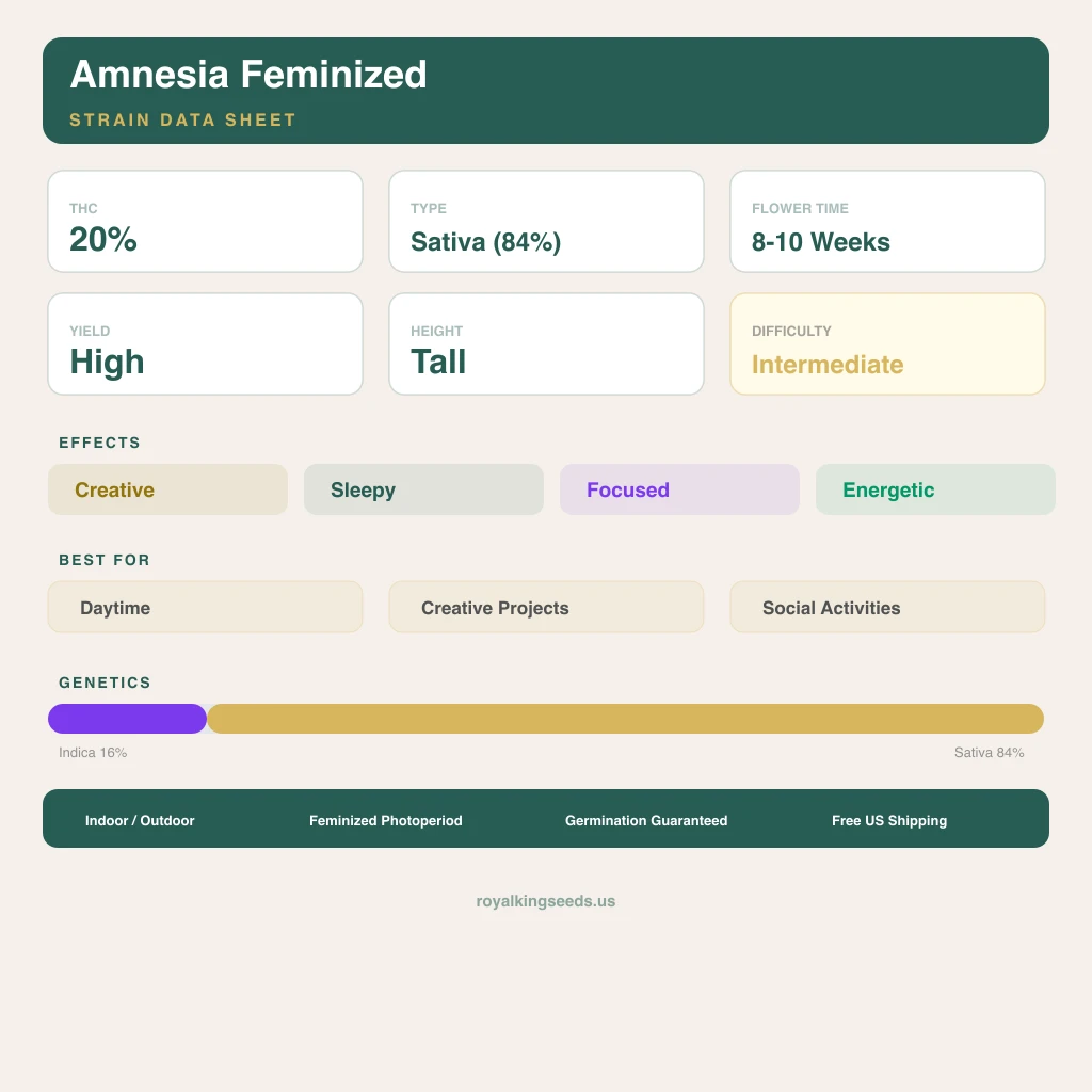 Amnesia 16% Indica / 84% Sativa — Blüte mit sichtbaren Trichomen