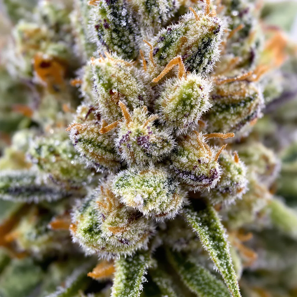 Amnesia Lemon Cannabispflanze in der Blütephase — 120-180 cm feminisiert