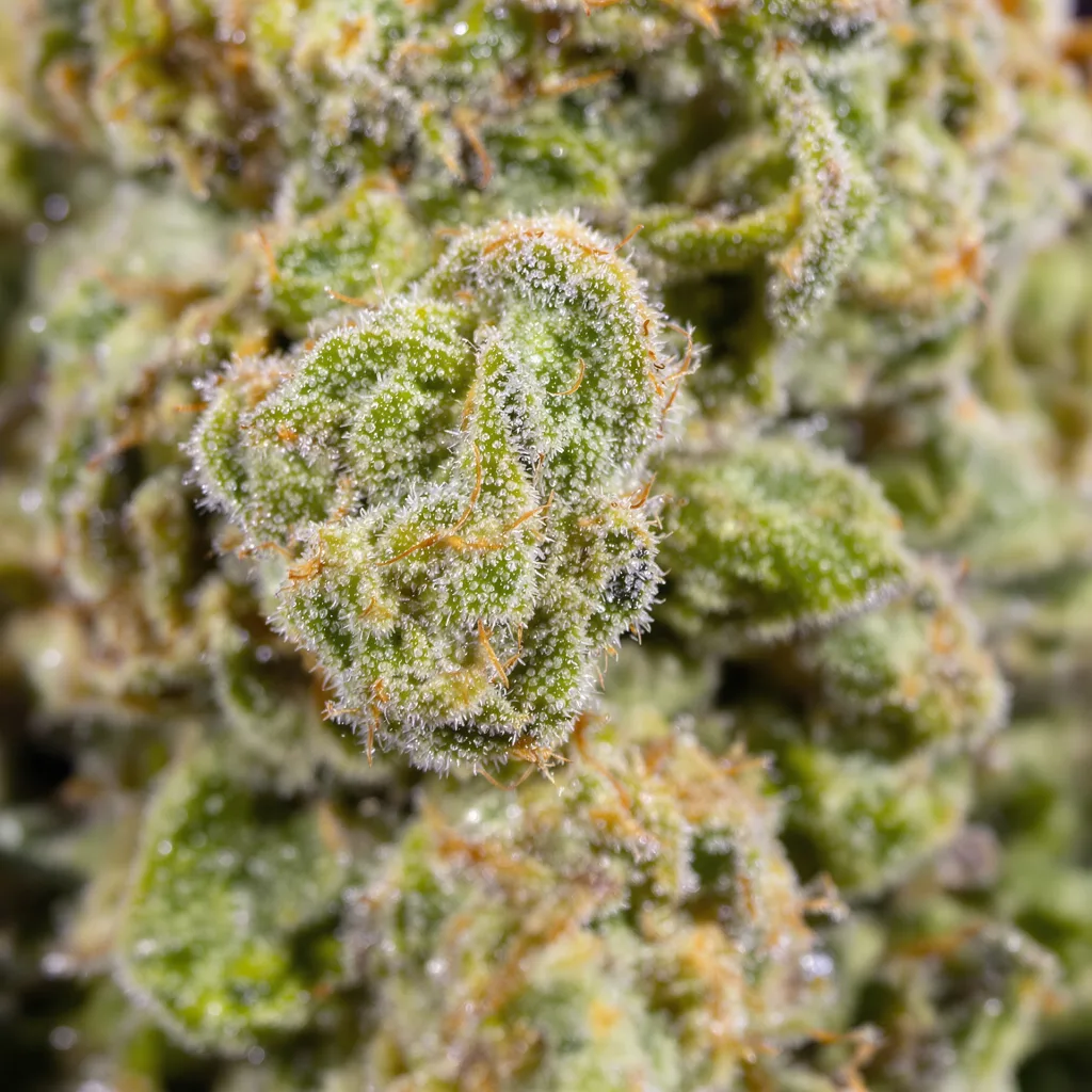 Apollo 13 Cannabispflanze in der Blütephase — 150-200 cm feminisiert