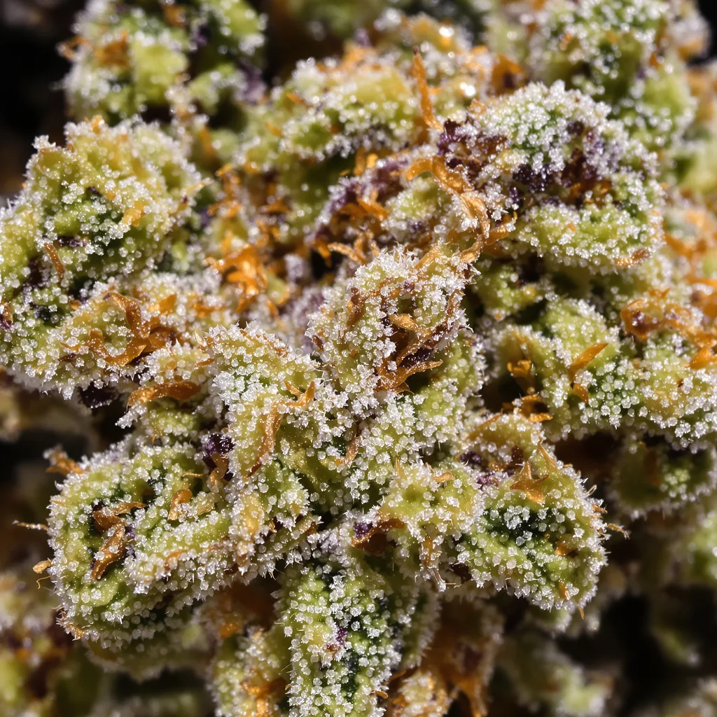 Apple Crisp Cannabispflanze in der Blütephase — 120-180 cm feminisiert