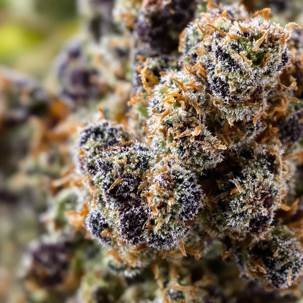 Apple Tarts Cannabispflanze in der Blütephase — 90-130 cm feminisiert
