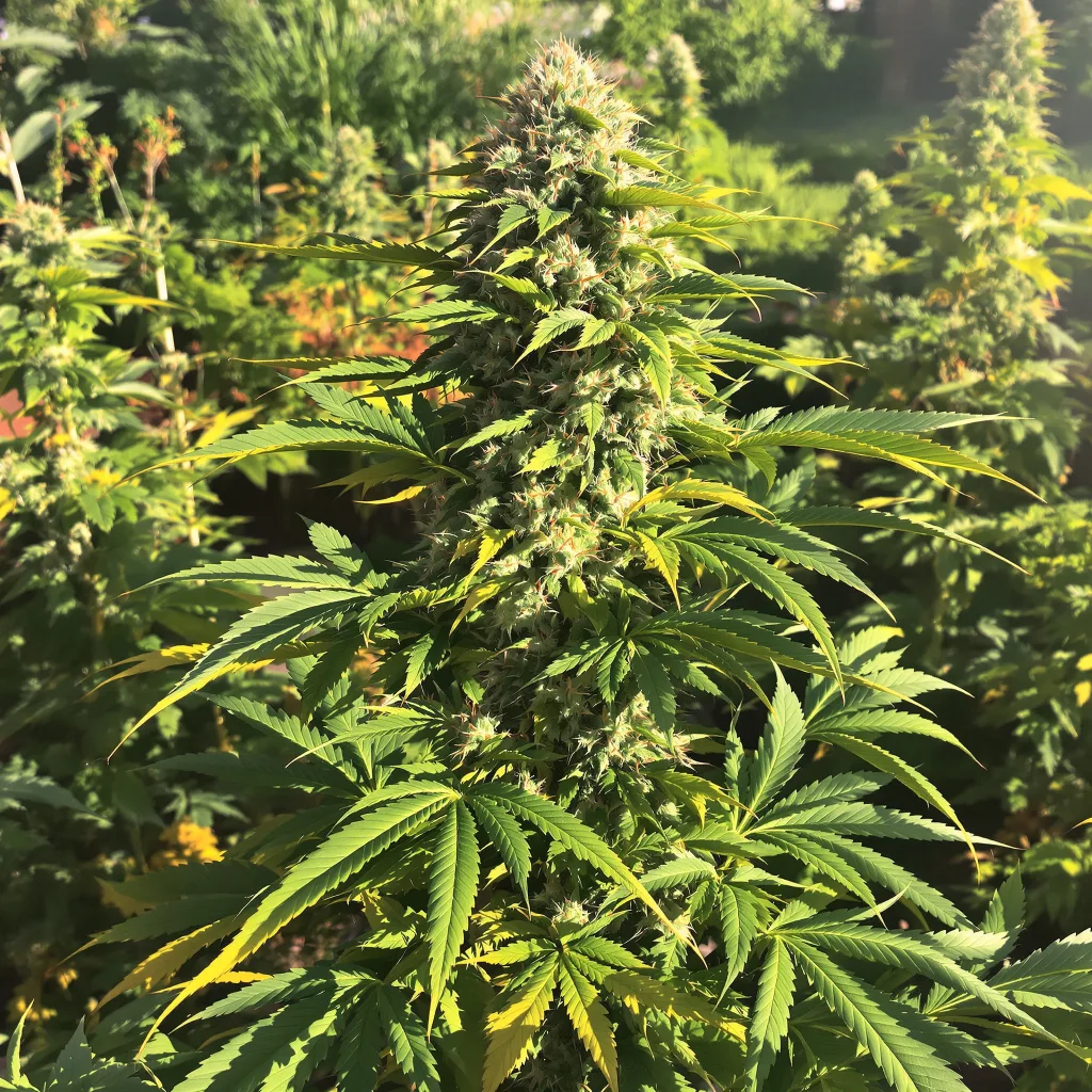 Aspen OG 86% Indica / 14% Sativa — Blüte mit sichtbaren Trichomen
