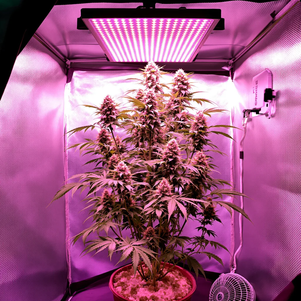 Atomic Northern Lights 60% Indica / 40% Sativa — Blüte mit sichtbaren Trichomen