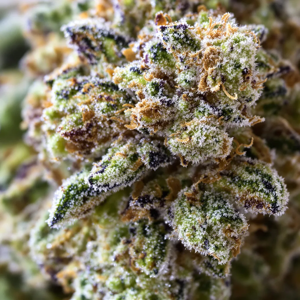 Aurora Borealis Cannabispflanze in der Blütephase — 120-180 cm feminisiert