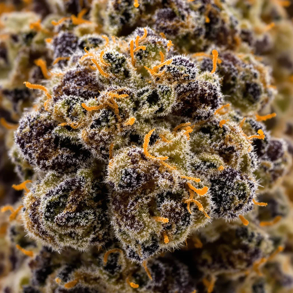 Bakerstreet Cannabispflanze in der Blütephase — 60-100 cm automatisch blühend