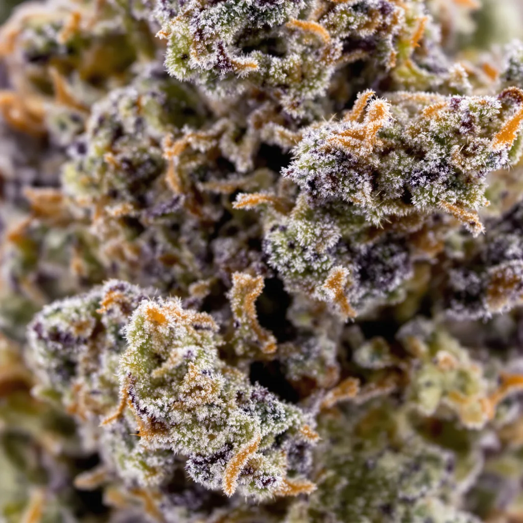 Banana Candy Cannabispflanze in der Blütephase — 90-130 cm feminisiert