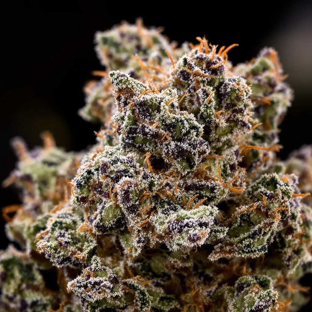 Banana Kush Cannabispflanze in der Blütephase — 60-100 cm automatisch blühend