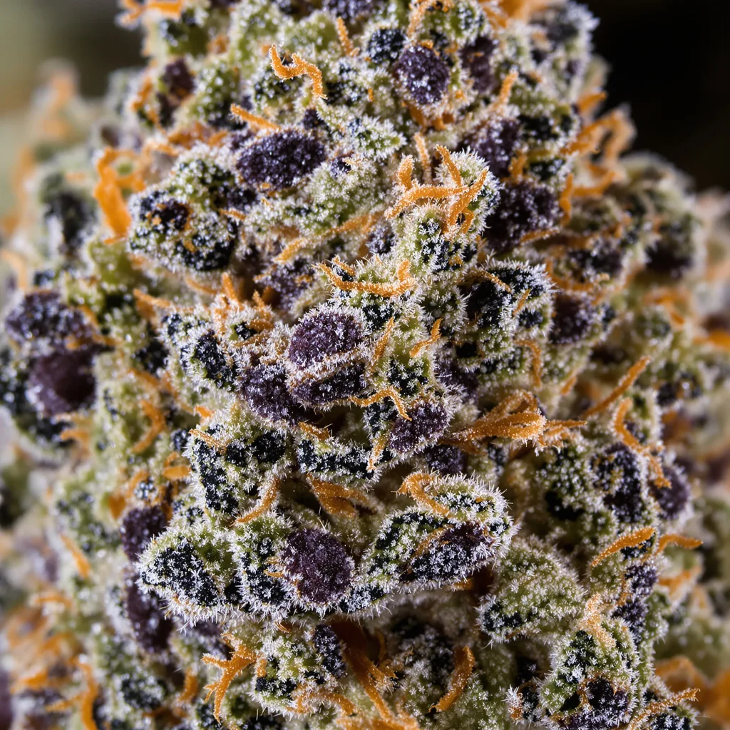 Banana OG Cannabispflanze in der Blütephase — 60-100 cm automatisch blühend