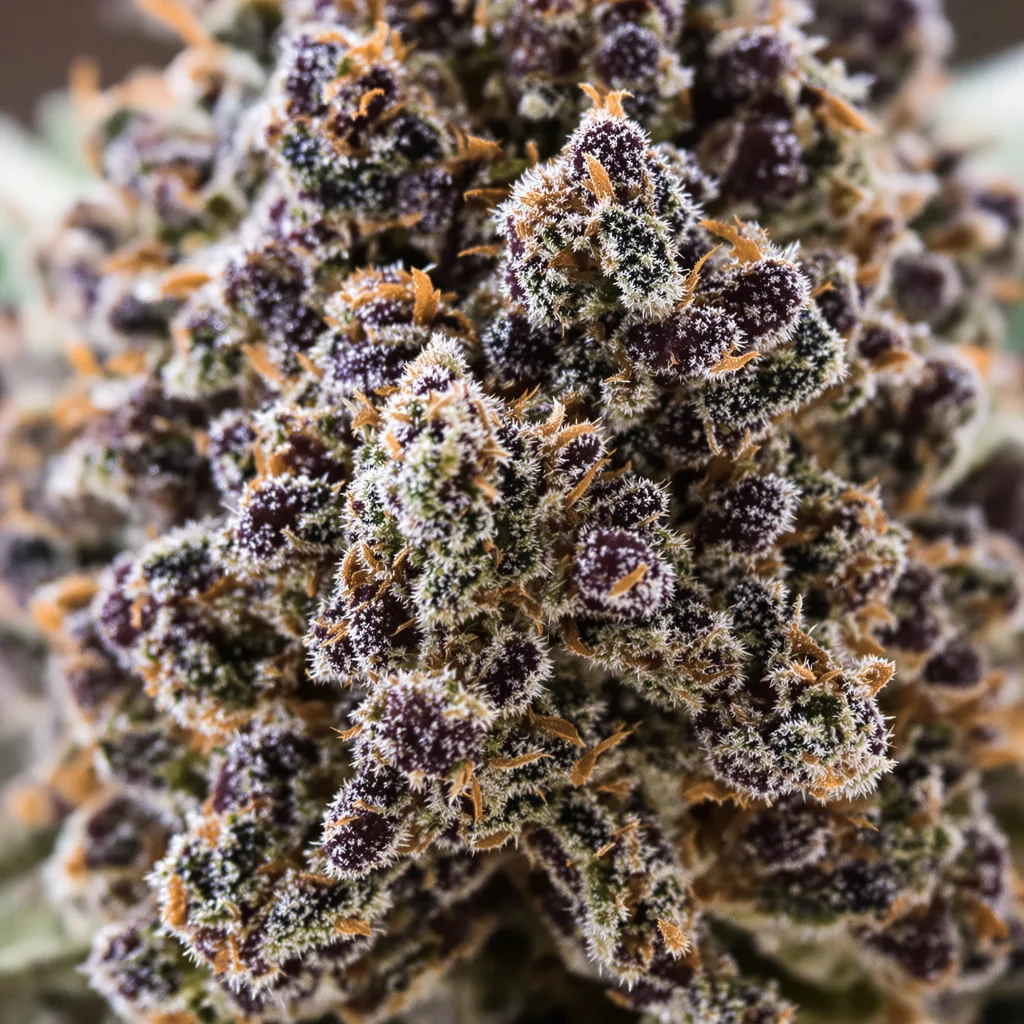 Barbara Bud Cannabispflanze in der Blütephase — 90-130 cm feminisiert