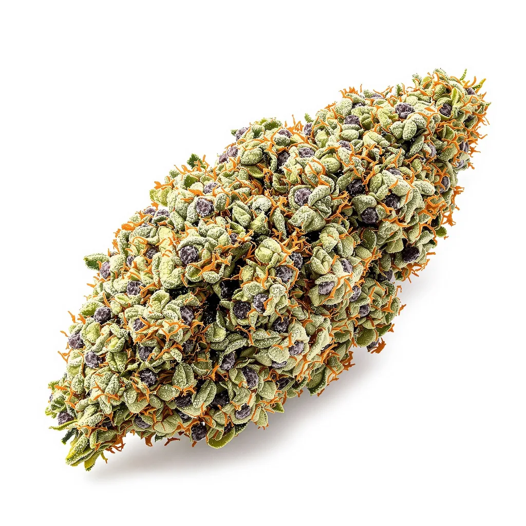 Bay 11 50% Indica / 50% Sativa — Blüte mit sichtbaren Trichomen