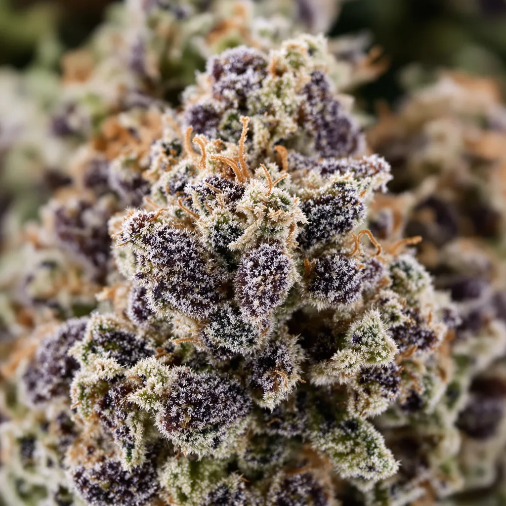 Berry White Cannabispflanze in der Blütephase — 90-130 cm feminisiert