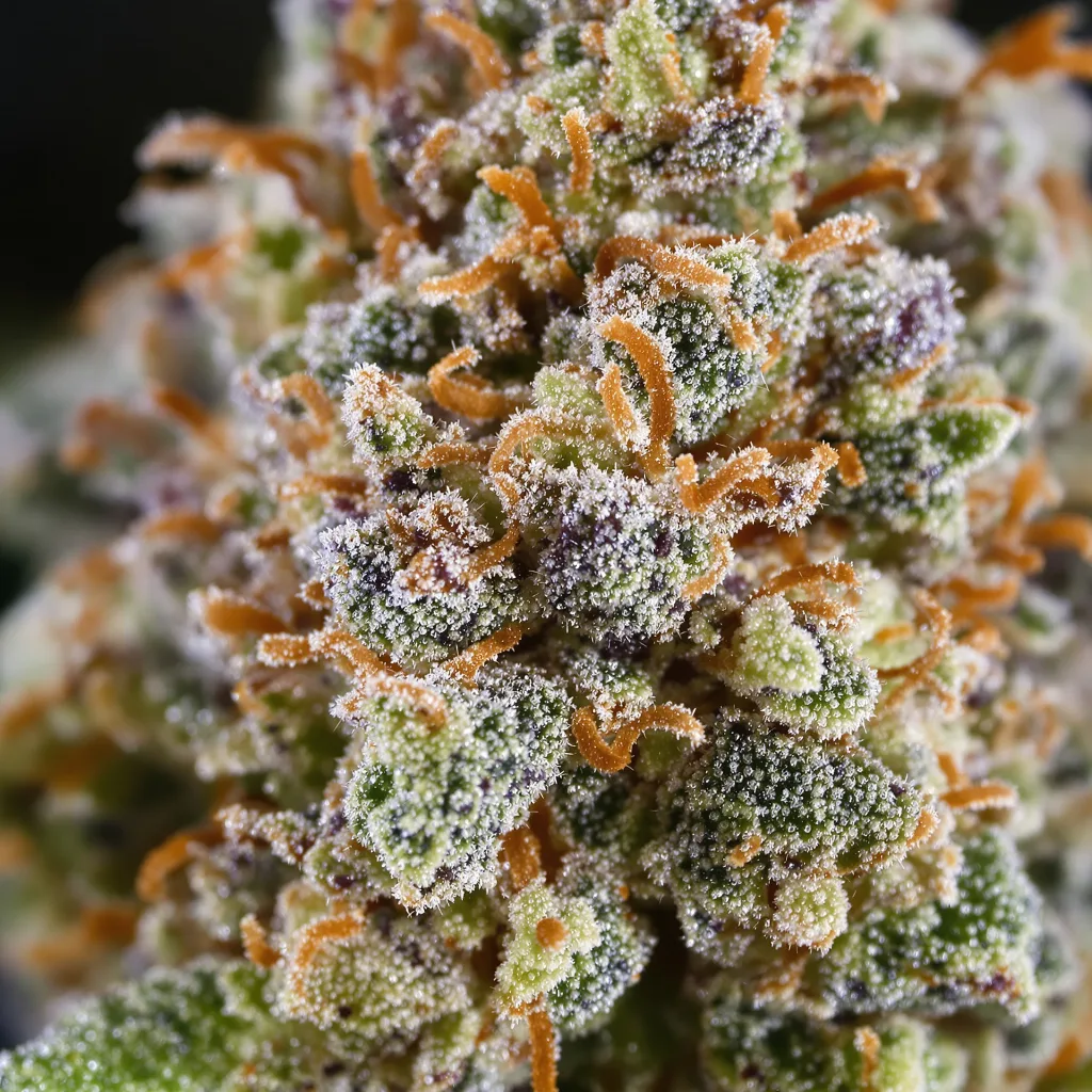 Biddy Early Cannabispflanze in der Blütephase — 120-180 cm feminisiert