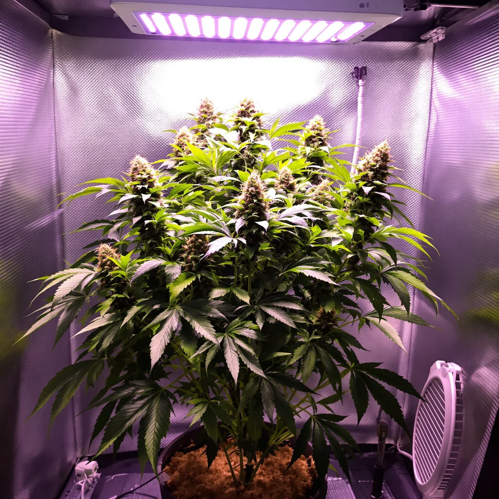 Big Cheese 84% Indica / 16% Sativa — Blüte mit sichtbaren Trichomen
