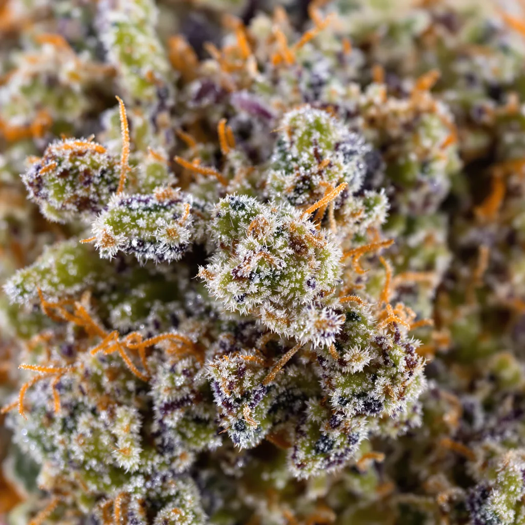 Big Devil Cannabispflanze in der Blütephase — 60-100 cm automatisch blühend