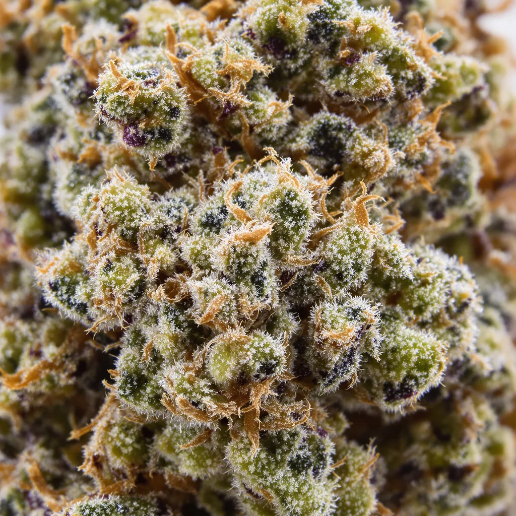 Bio Diesel Cannabispflanze in der Blütephase — 120-180 cm feminisiert