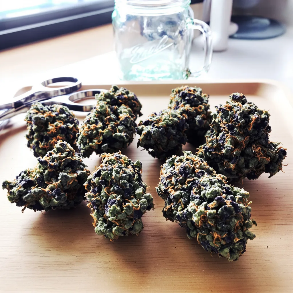 Black Afghan 81% Indica / 19% Sativa — Blüte mit sichtbaren Trichomen