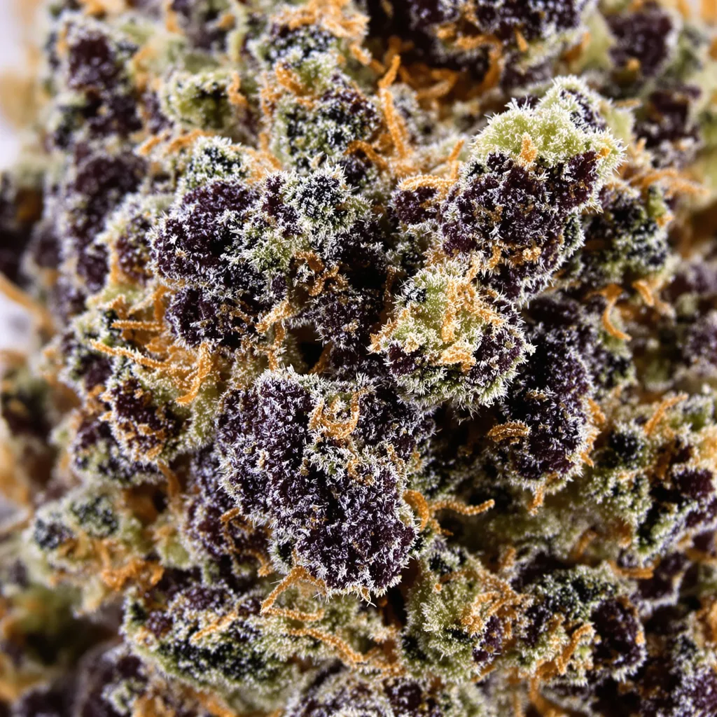 Black Afghan Cannabispflanze in der Blütephase — 90-130 cm feminisiert