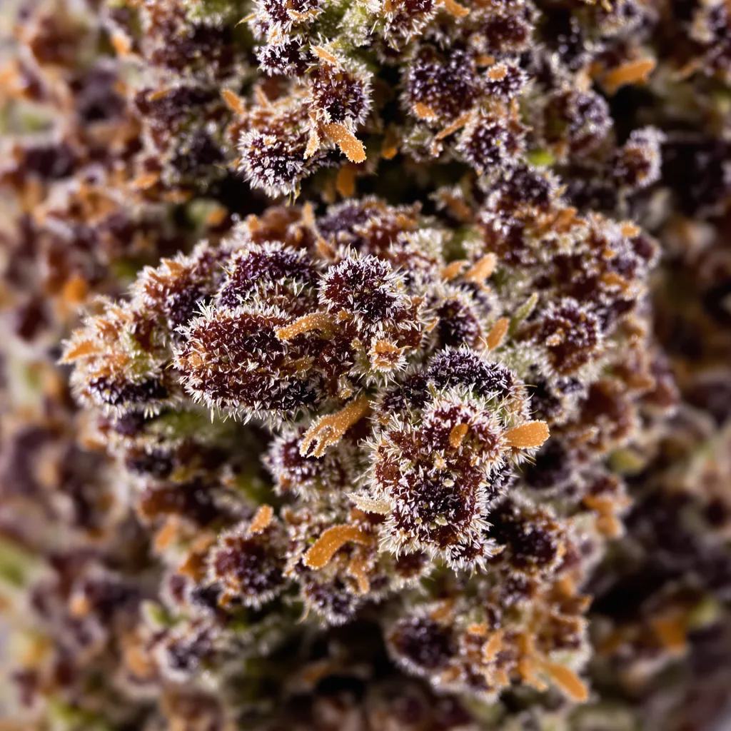 Black Cherry Punch Cannabispflanze in der Blütephase — 90-130 cm feminisiert