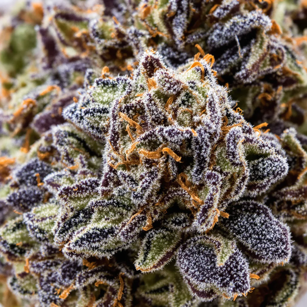 Black Demon OG Cannabispflanze in der Blütephase — 90-130 cm feminisiert
