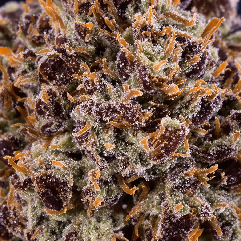 Black Domina Cannabispflanze in der Blütephase — 90-130 cm feminisiert