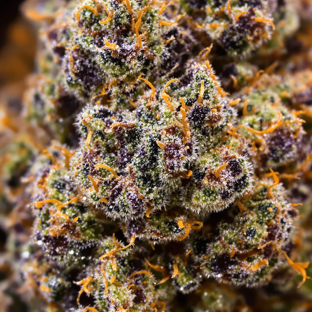 Black Ice Cannabispflanze in der Blütephase — 90-130 cm feminisiert