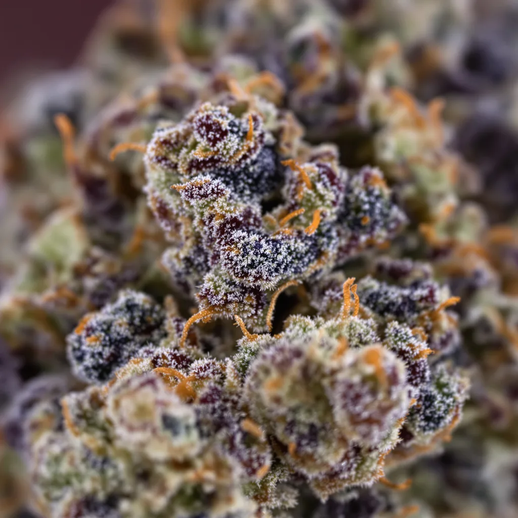 Blackberry Bubble Cannabispflanze in der Blütephase — 90-130 cm feminisiert