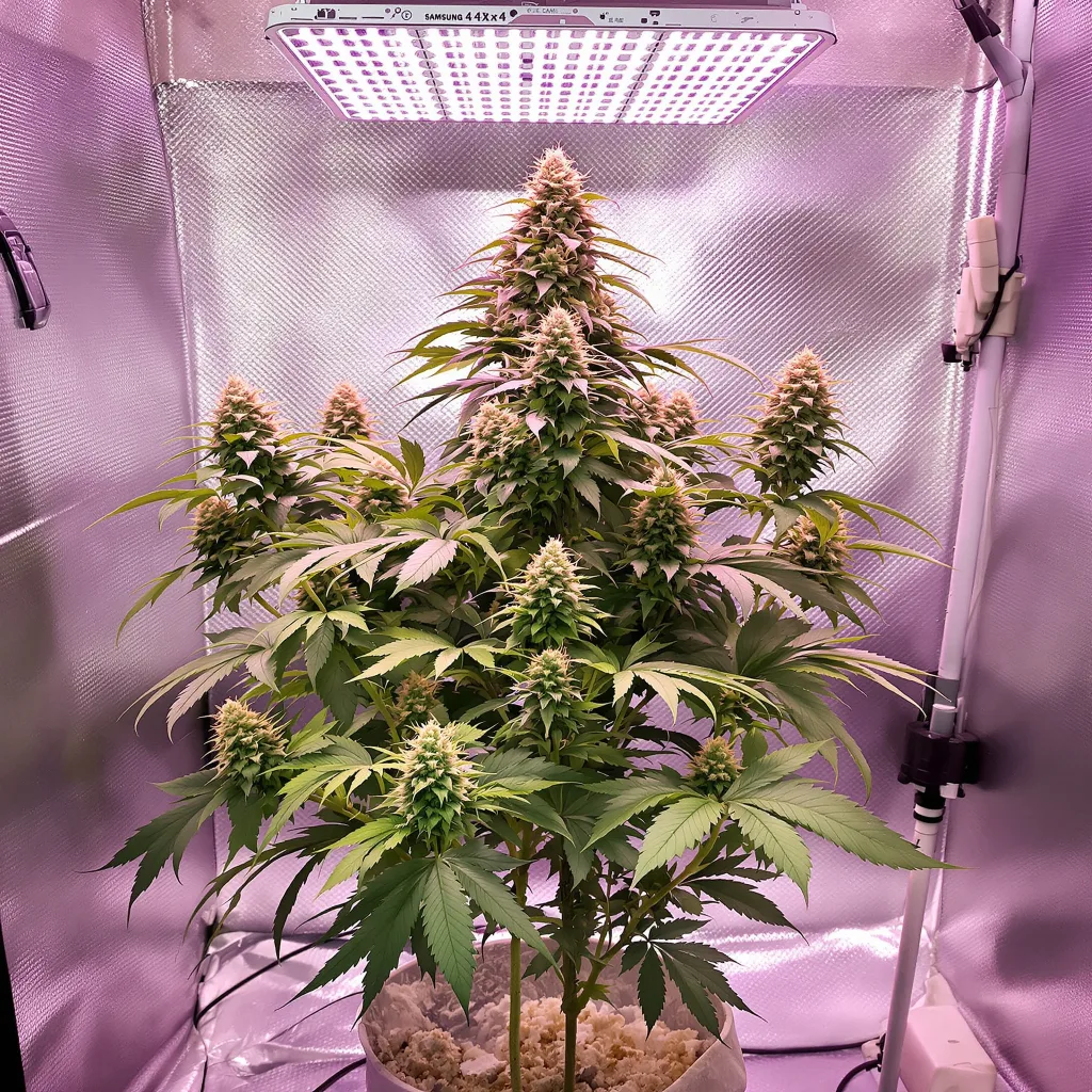 Blackberry Hashplant 76% Indica / 24% Sativa — Blüte mit sichtbaren Trichomen
