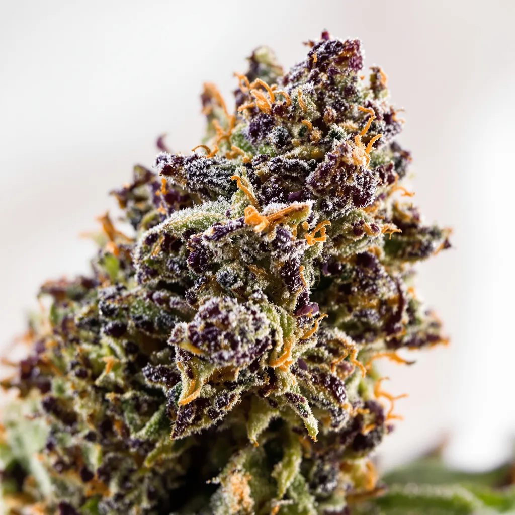 Blackberry Hashplant Cannabispflanze in der Blütephase — 90-130 cm feminisiert