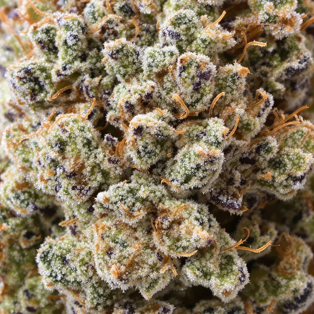 Blackberry Pie Cannabispflanze in der Blütephase — 120-180 cm feminisiert