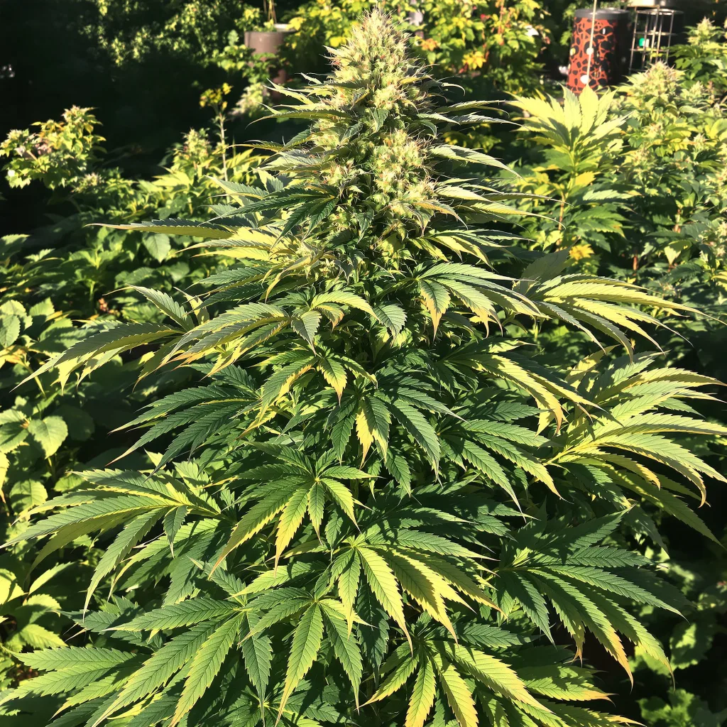 Blackberry Rhino 74% Indica / 26% Sativa — Blüte mit sichtbaren Trichomen