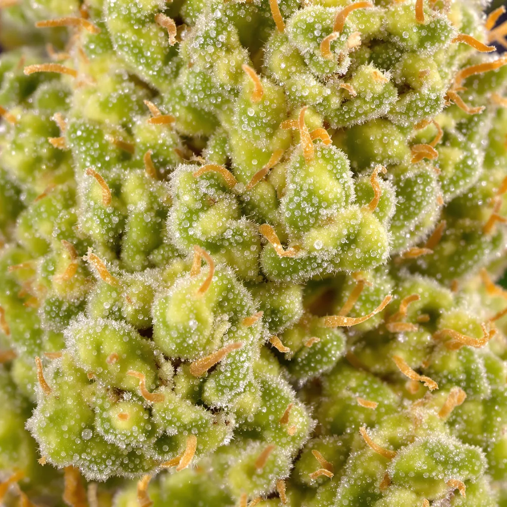 Blob OG Cannabispflanze in der Blütephase — 150-200 cm feminisiert