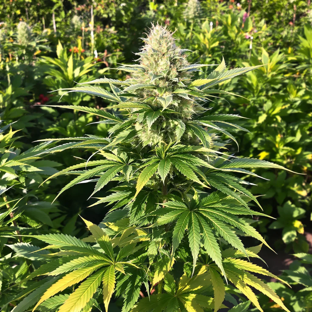 Blue Biscotti 75% Indica / 25% Sativa — Blüte mit sichtbaren Trichomen