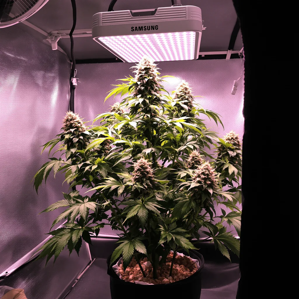 Blue Blood 72% Indica / 28% Sativa — Blüte mit sichtbaren Trichomen