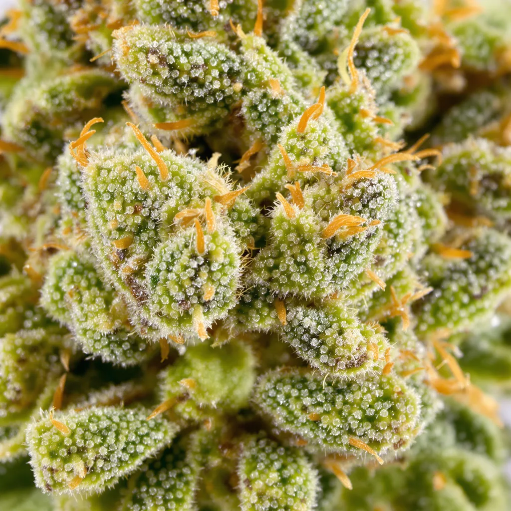 Blue Diamond Cannabispflanze in der Blütephase — 150-200 cm feminisiert