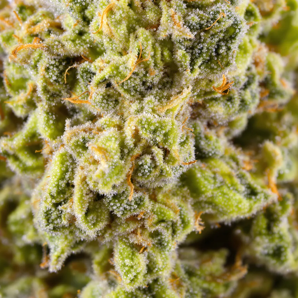 Blue Dream Cannabispflanze in der Blütephase — 60-100 cm automatisch blühend