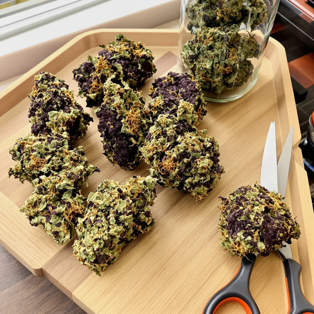 Blue Fruit 86% Indica / 14% Sativa — Blüte mit sichtbaren Trichomen
