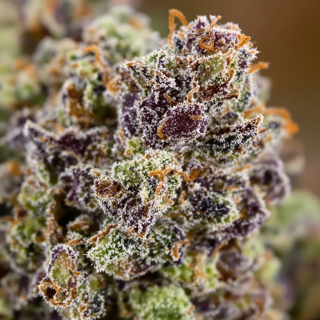 Blue Fruit Cannabispflanze in der Blütephase — 60-100 cm automatisch blühend