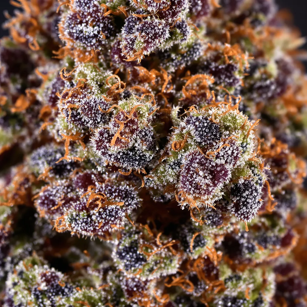 Blue Haze Cannabispflanze in der Blütephase — 60-100 cm automatisch blühend